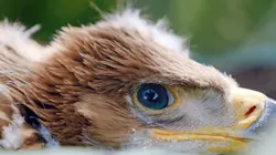 Autriche, la nature en mouvement