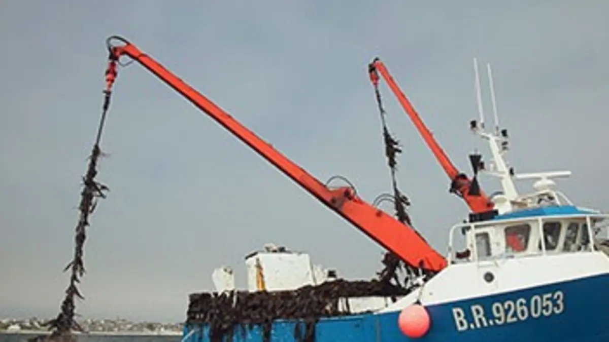 Aux algues et caetera