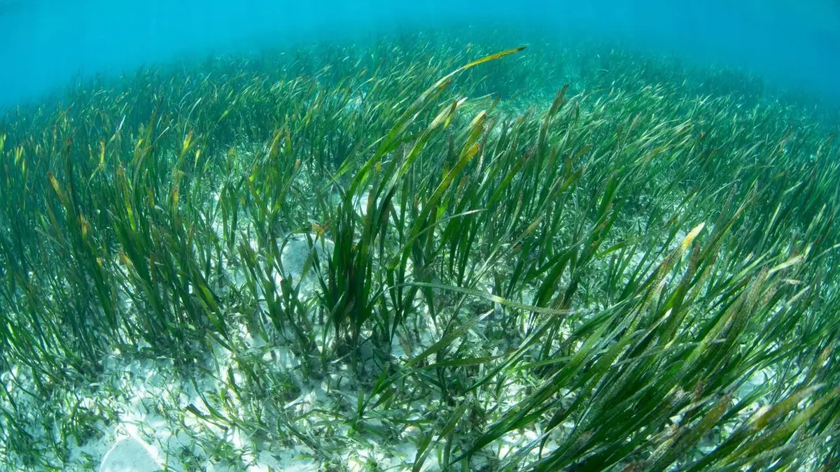 Aux Baléares, sauver les herbiers marins