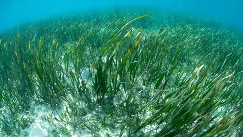 Aux Baléares, sauver les herbiers marins