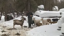 Aux frontières de l'Alaska Risque de famine