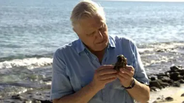 Les premiers organismes