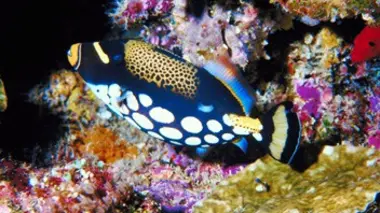 Aux origines de la vie