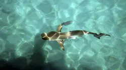 Aux quatre coins de L'Australie