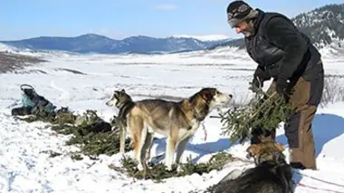Avec mes chiens : l'odyssée sauvage de Nicolas Vanier