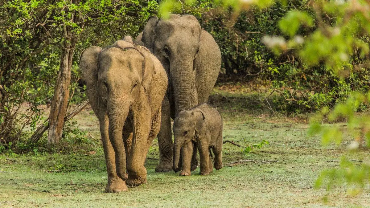 Aventures en Afrique du Sud E02 Le royaume des géants