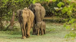 Aventures en Afrique du Sud E02 Le royaume des géants