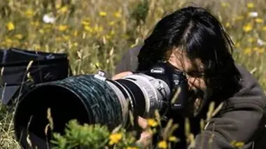 Le weta de Nouvelle-Zélande