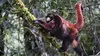 Le singe laineux à queue dorée du Pérou