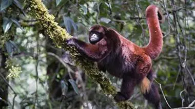 Le singe laineux à queue dorée du Pérou