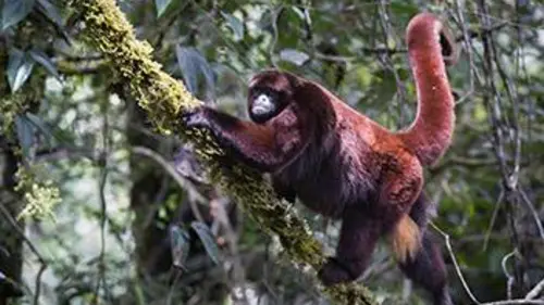 Aventures en terre animale E02 Le singe laineux à queue dorée du Pérou