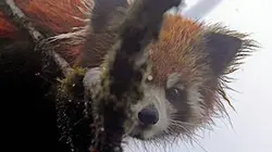 Visuel de Aventures en terre animale