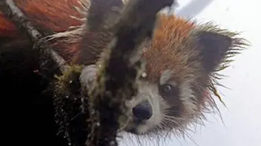 Le panda roux de l'Himalaya