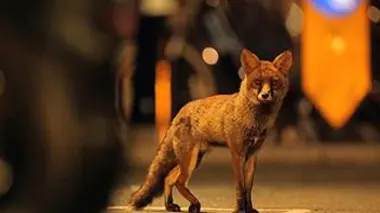 Le renard de Londres