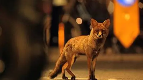 Aventures en terre animale E04 Le renard de Londres