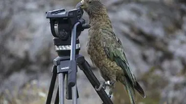 Le kéa de Nouvelle-Zélande