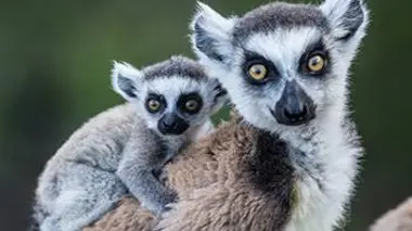 Le lémurien de Madagascar