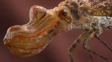 Les insectes de Guyane