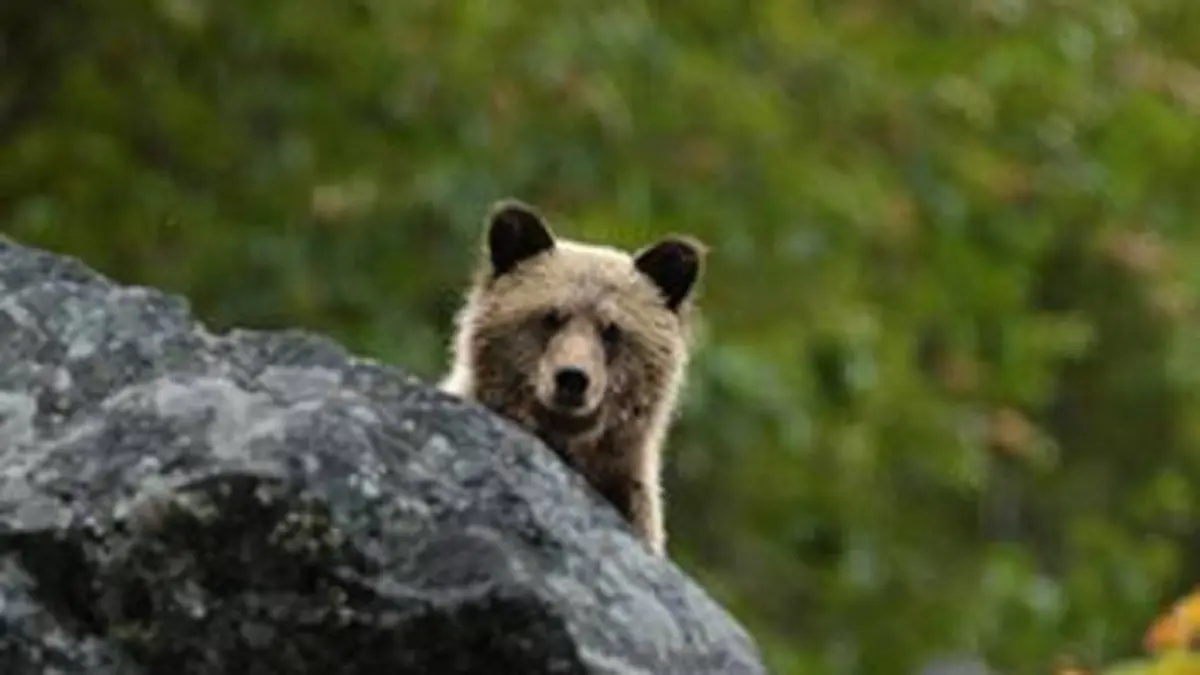 Aventures en terre animale E08 Le grizzli du Canada