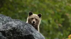 Visuel de Aventures en terre animale