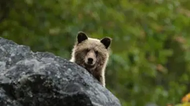 Le grizzli du Canada