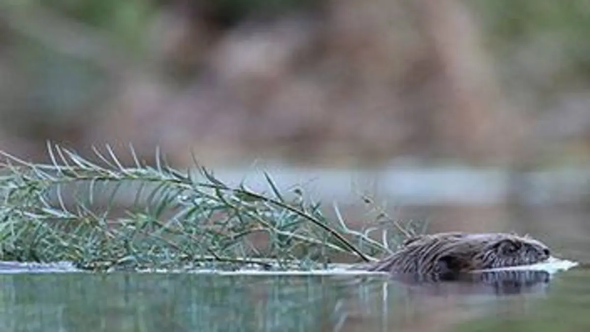 Aventures en terre animale E09 Le castor d'Ardèche