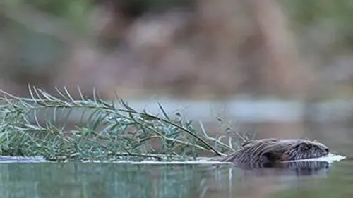 Aventures en terre animale E09 Le castor d'Ardèche