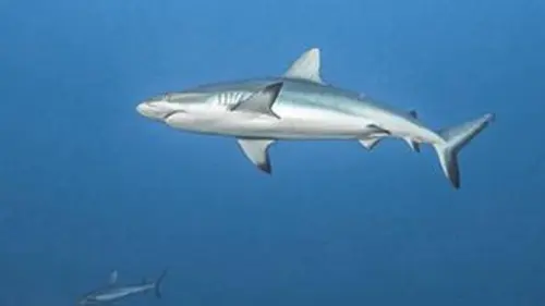 Aventures en terre animale E10 Le requin de Tahiti