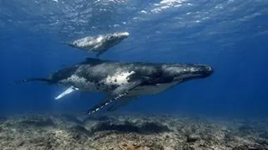 La baleine à bosse de Polynésie