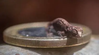 Le caméléon de Madagascar