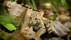 Aventures en terre féline