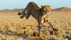 Aventures en terre féline