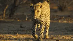 Aventures en terre féline Une force exceptionnelle