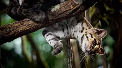 Aventures en terre féline Une force exceptionnelle