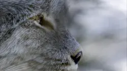 Aventures en terre féline Une force exceptionnelle