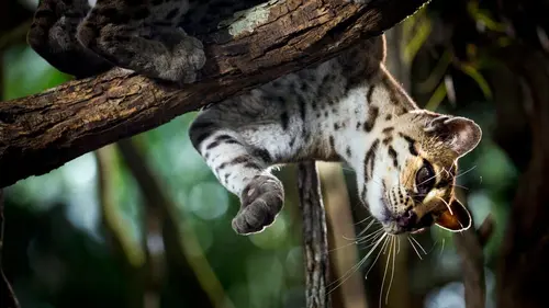 Aventures en terre féline Une force exceptionnelle