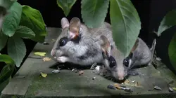 Avis de recherche : le super lérot de nos campagnes