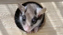 Avis de recherche : le super lérot de nos campagnes