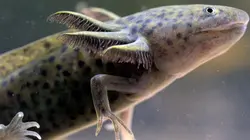 Axolotl, la salamandre miraculeuse