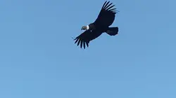 Visuel de Ayni, l'odyssée du condor