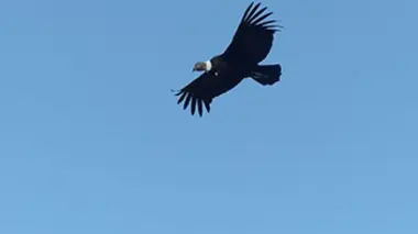 Ayni, l'odyssée du condor