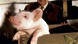 Babe, le cochon devenu berger en streaming