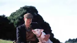 Babe, le cochon devenu berger