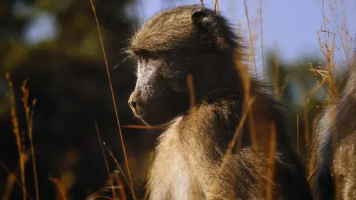 Babouins E02 A la recherche de l'Eden