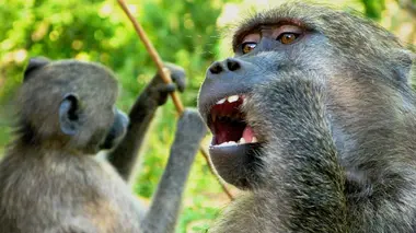 Babouins: presque trop humains