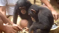 Baby Chimp Rescue