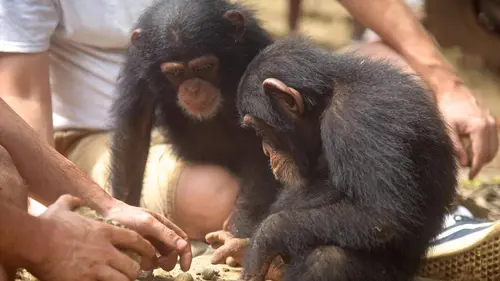 Baby Chimp Rescue