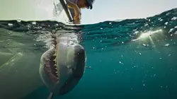 Baby Sharks in the City