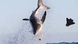 Visuel de Balade avec les grands requins blancs