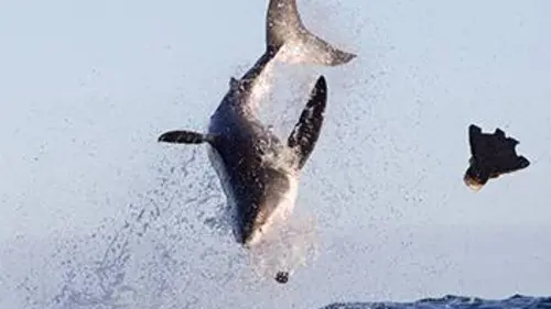 Balade avec les grands requins blancs
